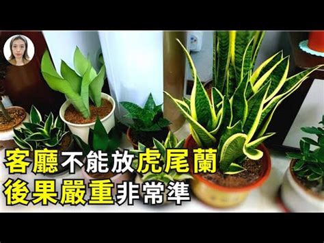 招財風水禁忌擺放虎尾蘭風水|【虎尾蘭風水】虎尾蘭風水：解厄化煞、招財興運擺放。